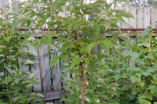 Малина штамбовая таруса малиновое дерево