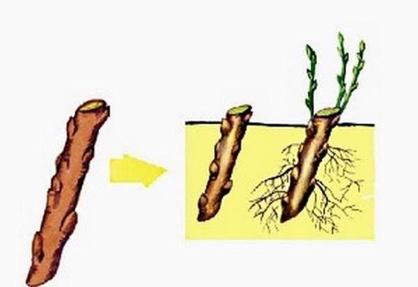 Вегетативное размножение растений корневищами стеблевыми черенками
