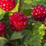 Княженика — арктическая ягода