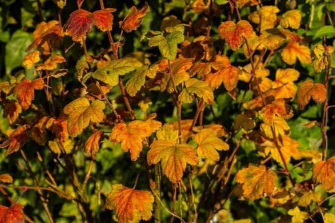 Осенний лист смородины