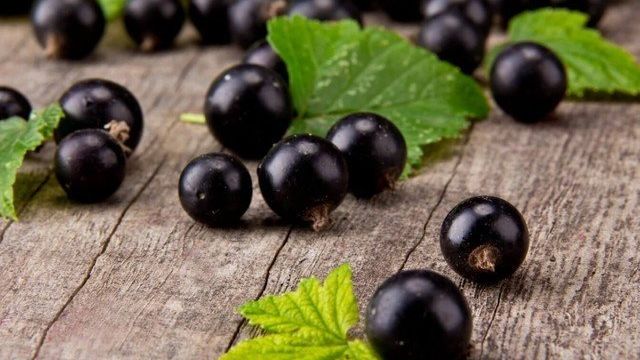 Обзор лучших сортов черной смородины для Подмосковья с самыми крупными и вкусными ягодами