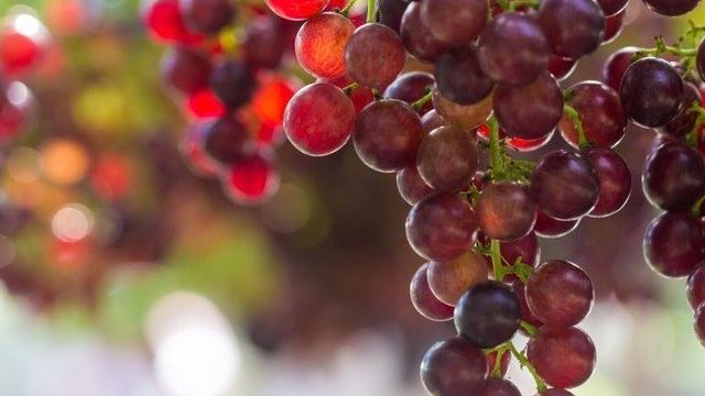 Багровый виноград - описание сорта