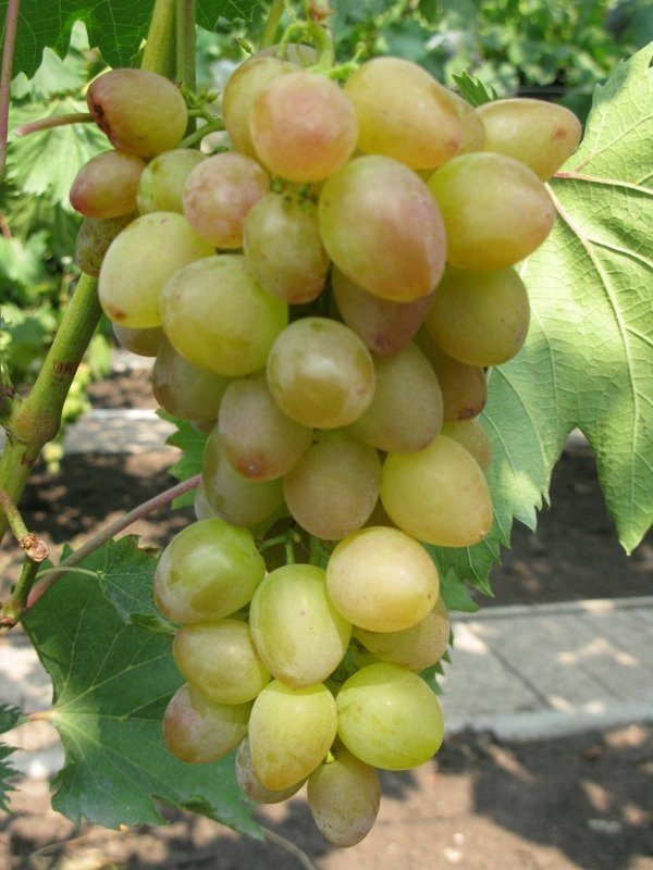 Сорт винограда багровый