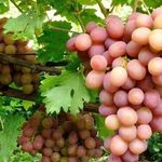 Богема — гибридная форма винограда
