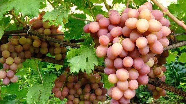 Богема — гибридная форма винограда