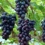 Что нужно знать, чтобы выращивать виноград в Сибири