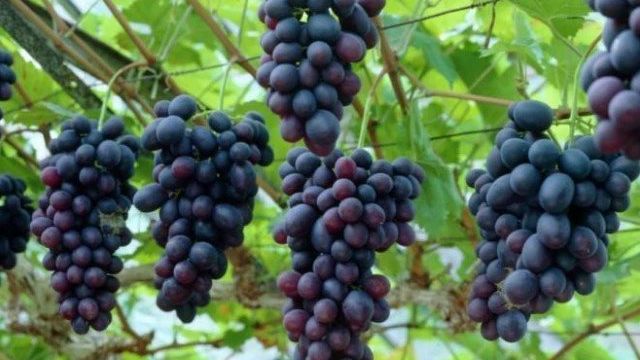 Что нужно знать, чтобы выращивать виноград в Сибири