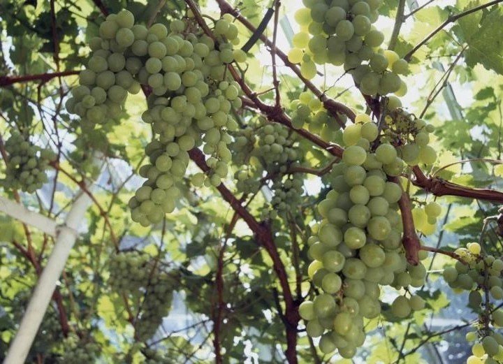 Виноград плодовый платовский