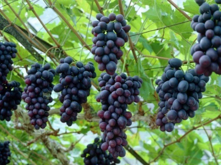 Виноград сорт виноград шасла