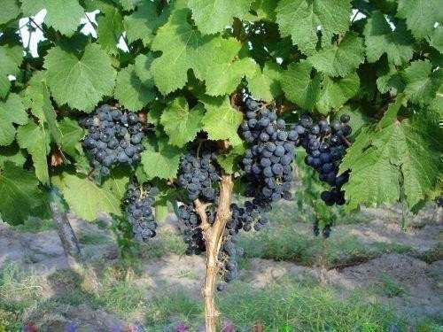 Виноград изабелла лоза
