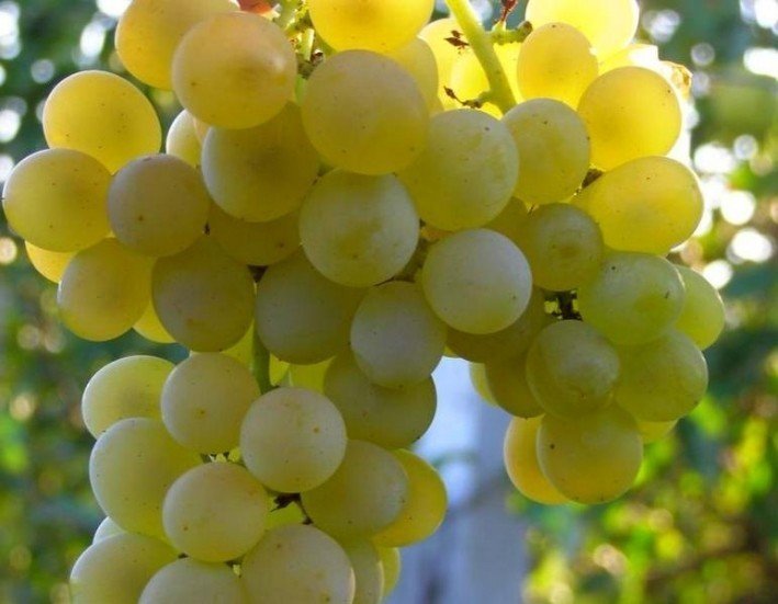 Виноград плодовый кристалл