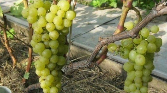 Неукрывные сорта винограда для урала и сибири