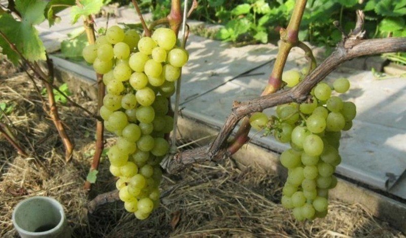 Сорта винограда для вина