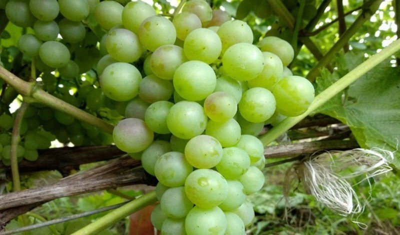 Виноград русвен