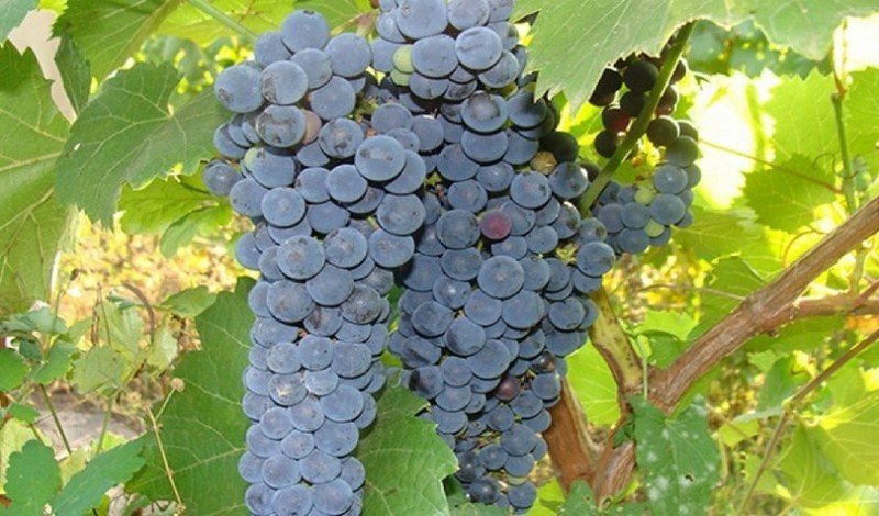 Виноград сибирский зимостойкий ранний