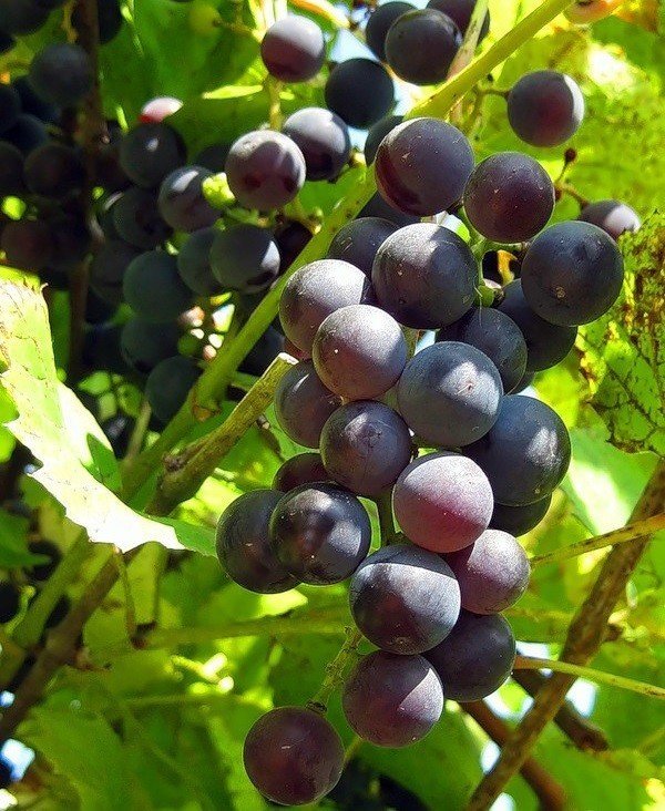 Мичуринец виноград виноград