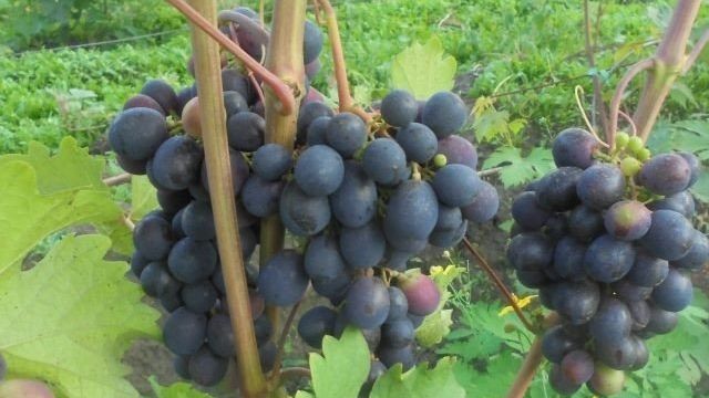 Новинка – виноград Ласточка