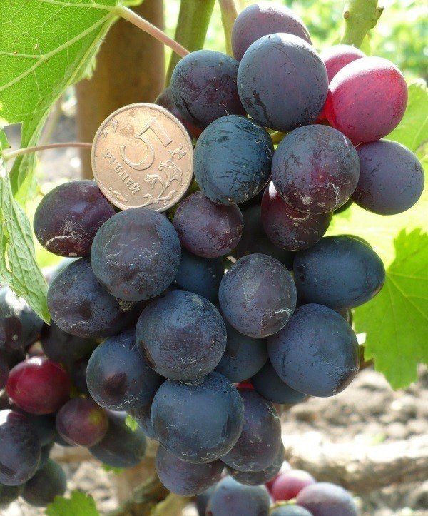 Сорт винограда альфа