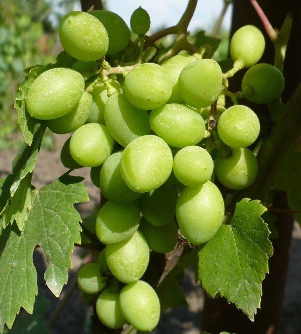 Сорт винограда арсеньевский