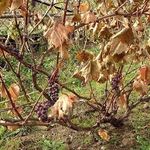 Обрезка винограда осенью: советы для начинающих виноградарей, схемы по годам