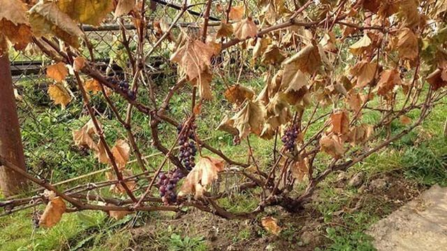 Как обрезать виноград осенью: пошагово в картинках для начинающих, схемы обрезки по годам