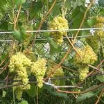 Описание сорта винограда «Кишмиш 342»