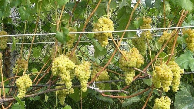 Описание сорта винограда «Кишмиш 342»