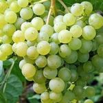 Описание сорта винограда Настя