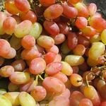 Посадка и уход за виноградом сорта Сенсация в открытом грунте