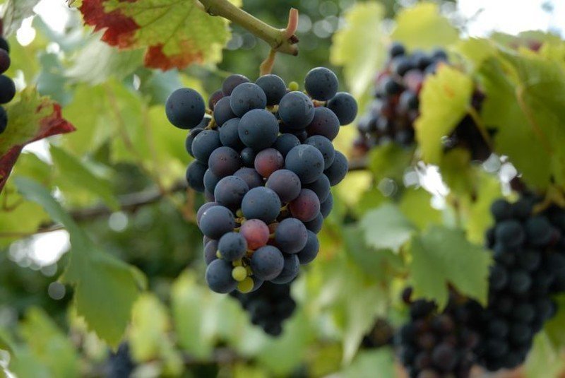 Блауэр португизер виноград