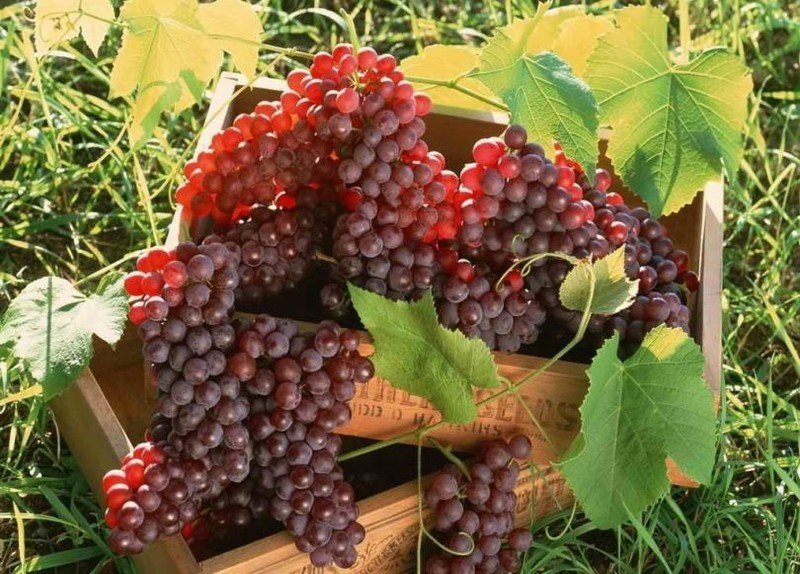 Красный виноград