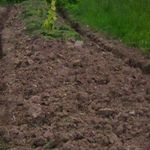 Посадка саженцев винограда: способы выращивания, советы по уходу и технология посадки саженцев (90 фото