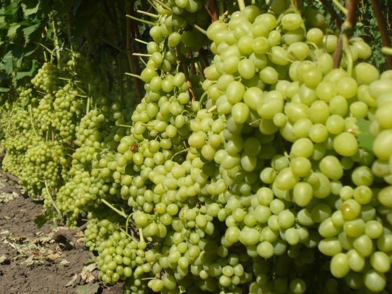 Сорт винограда аркадия