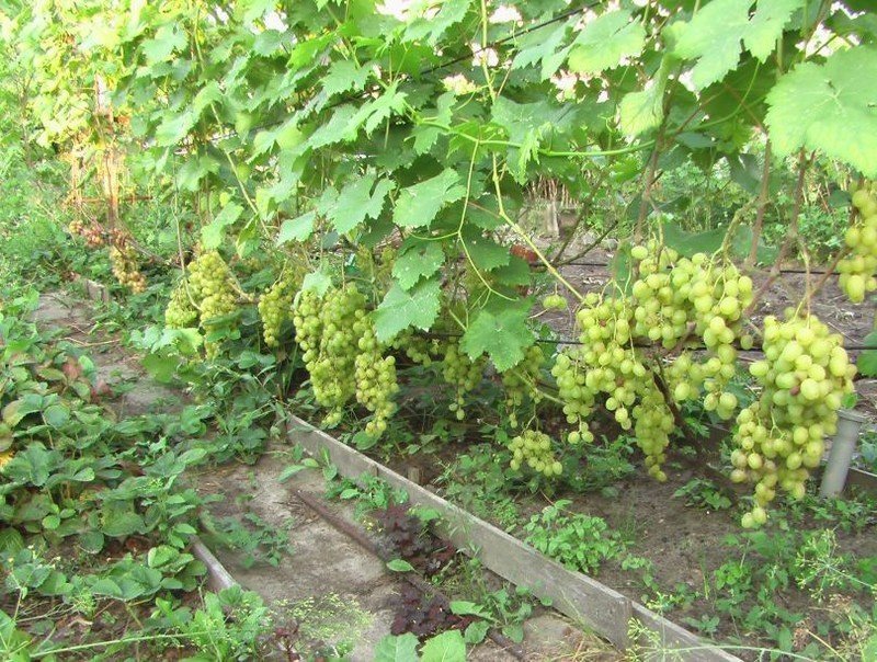 Виноград алешенькин