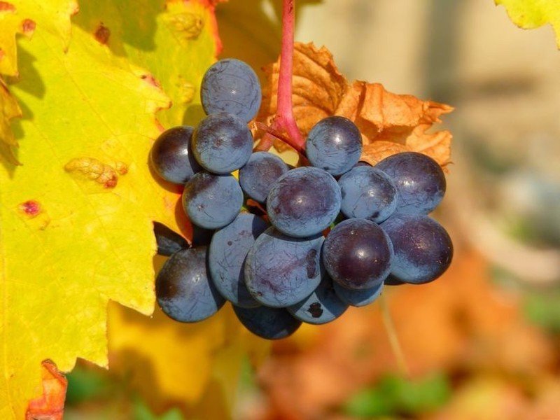 Виноград плодовый герман