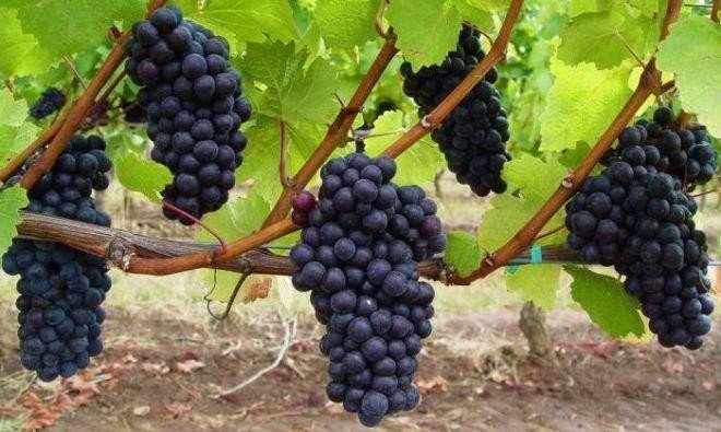 Виноград изабелла в средней полосе
