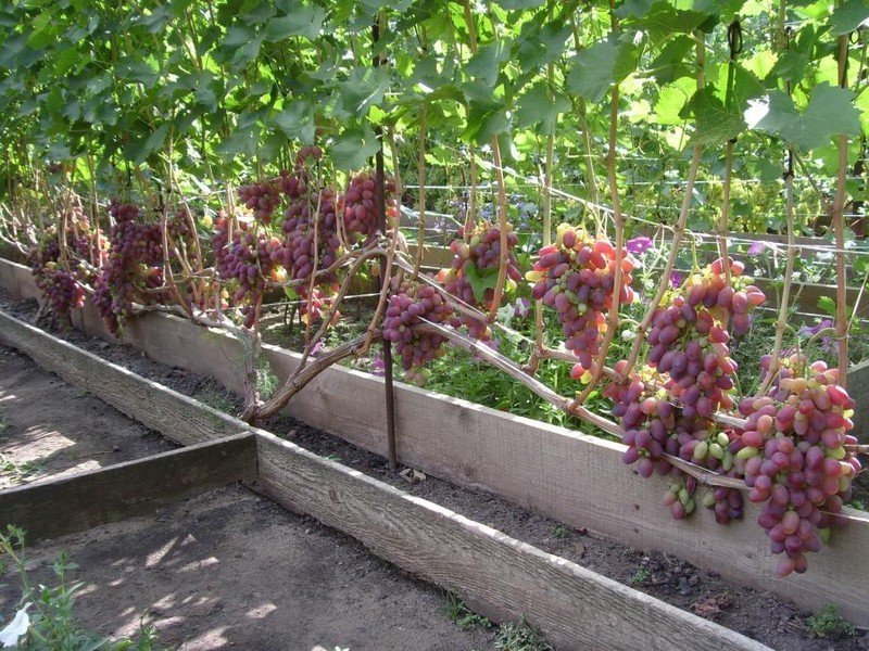 Кусты виноград кишмиш лучистый