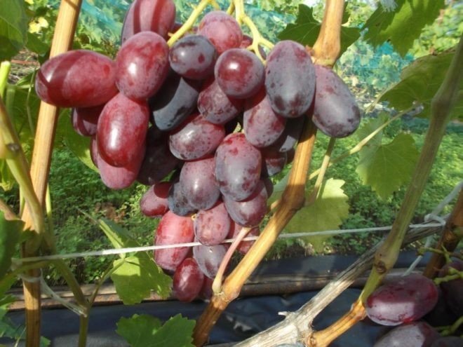 Сорт винограда фавор