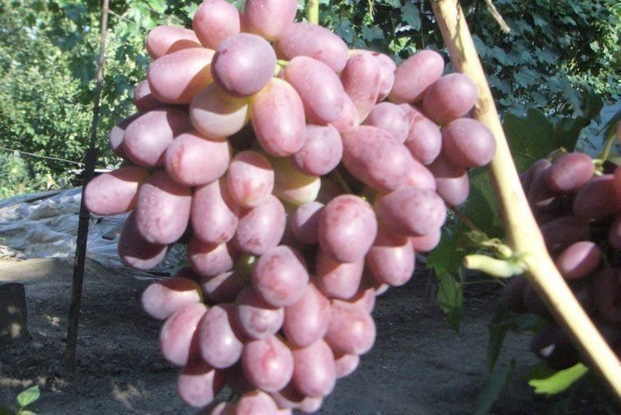 Сорт винограда изюминка