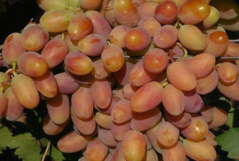 Сорт винограда ризамат