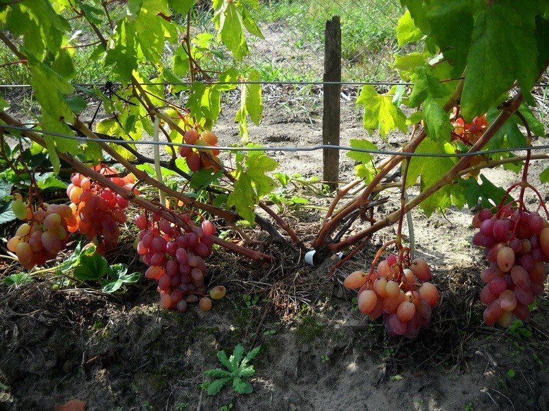 Сорт винограда урум
