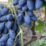 Сорт винограда Атос – яркая сладость крупных гроздьев винного винограда