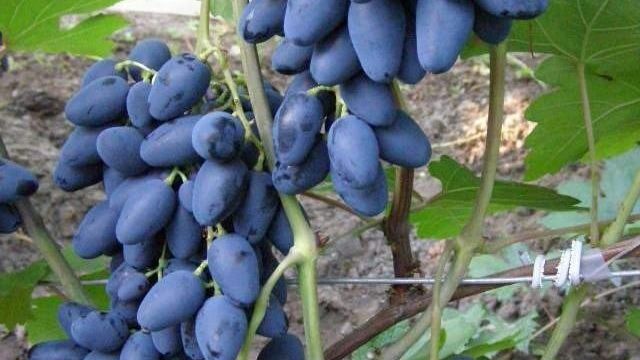 Сорт винограда Атос – яркая сладость крупных гроздьев винного винограда
