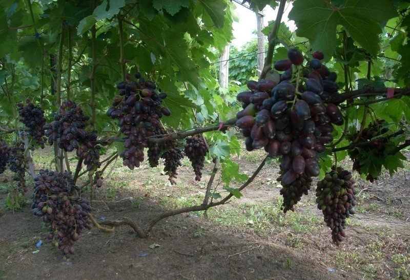 Сорт винограда атос