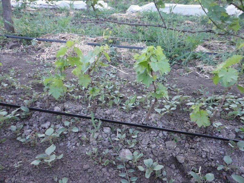 Загущенный куст винограда