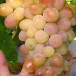 Виноград Белое Чудо: особенности сорта и секреты выращивания