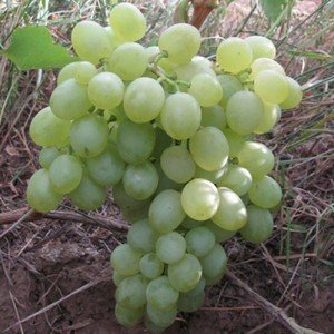 Виноград плодовый аттика
