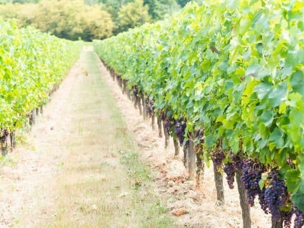Бордо аэропорт растет виноград