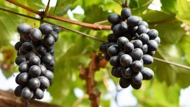 Виноград "Гала": описание сорта, фото, отзывы