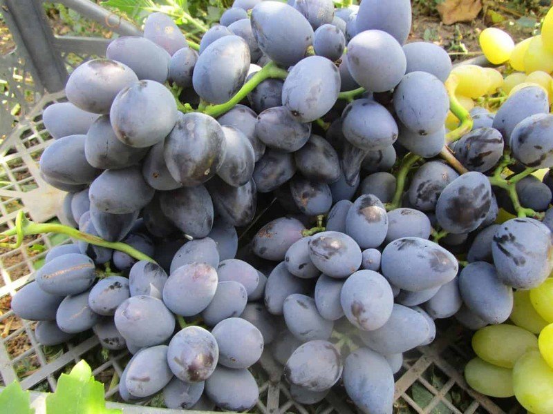 Сорт винограда галия